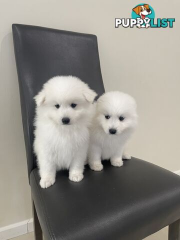 Japanese spitz puppies