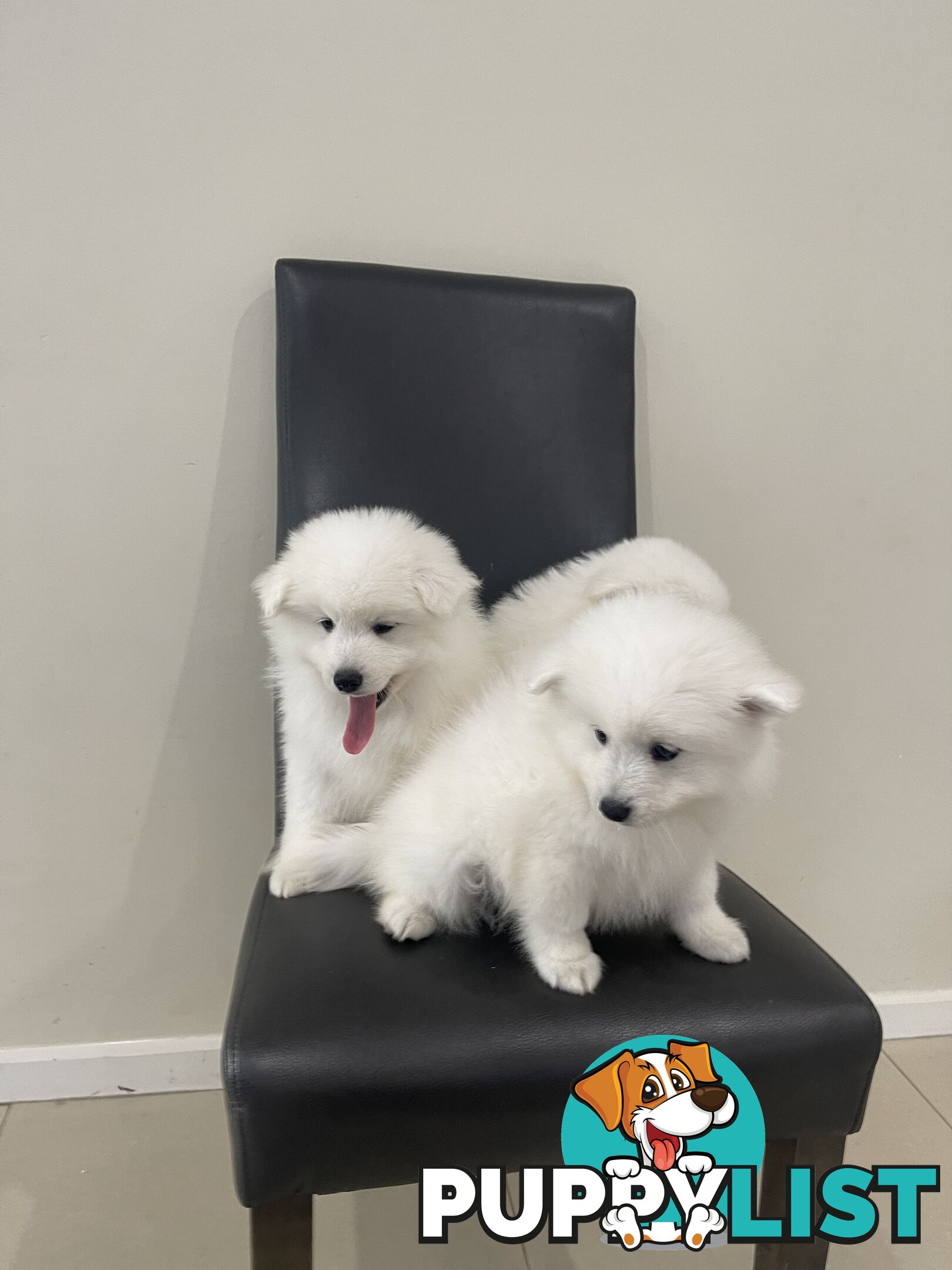 Japanese spitz puppies