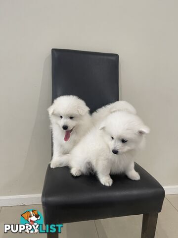 Japanese spitz puppies