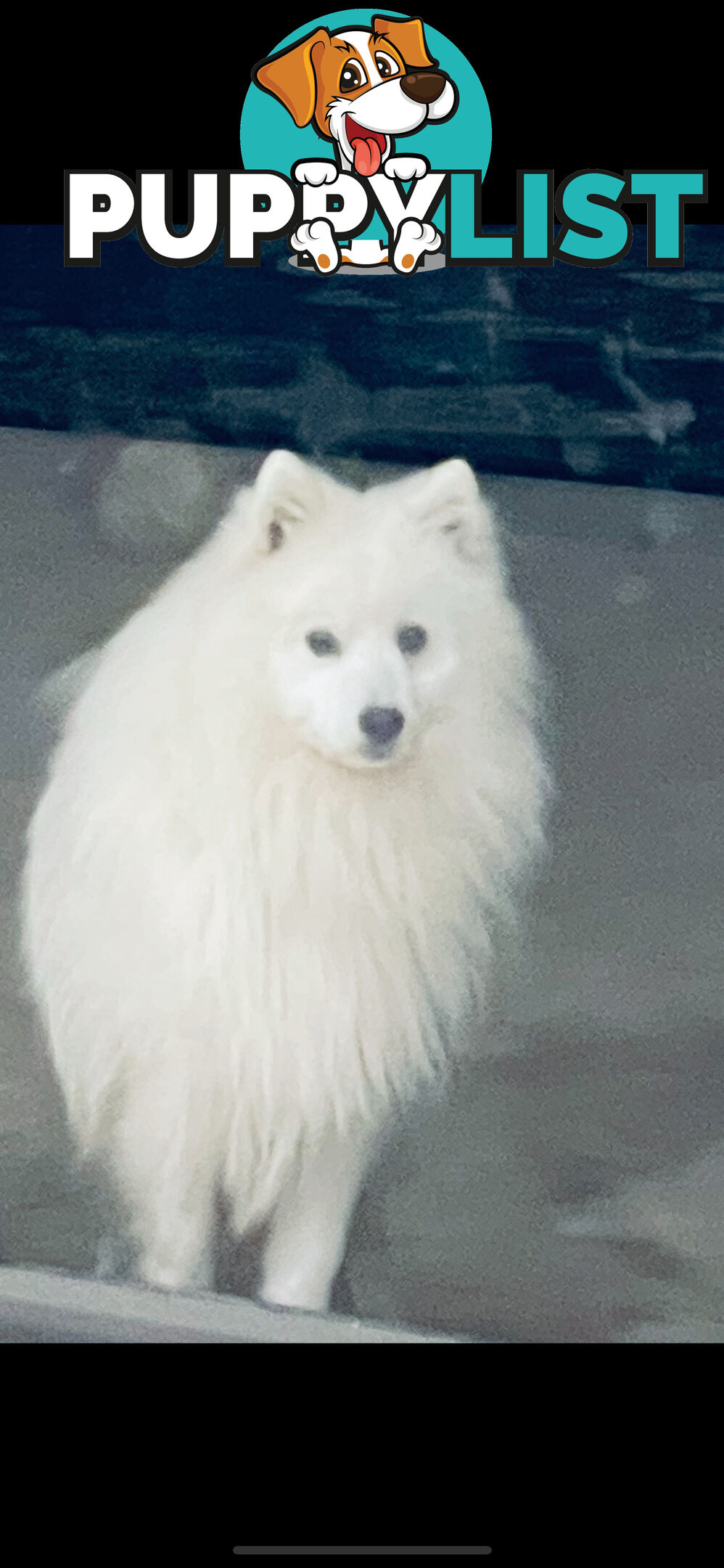 Japanese spitz puppies