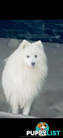 Japanese spitz puppies
