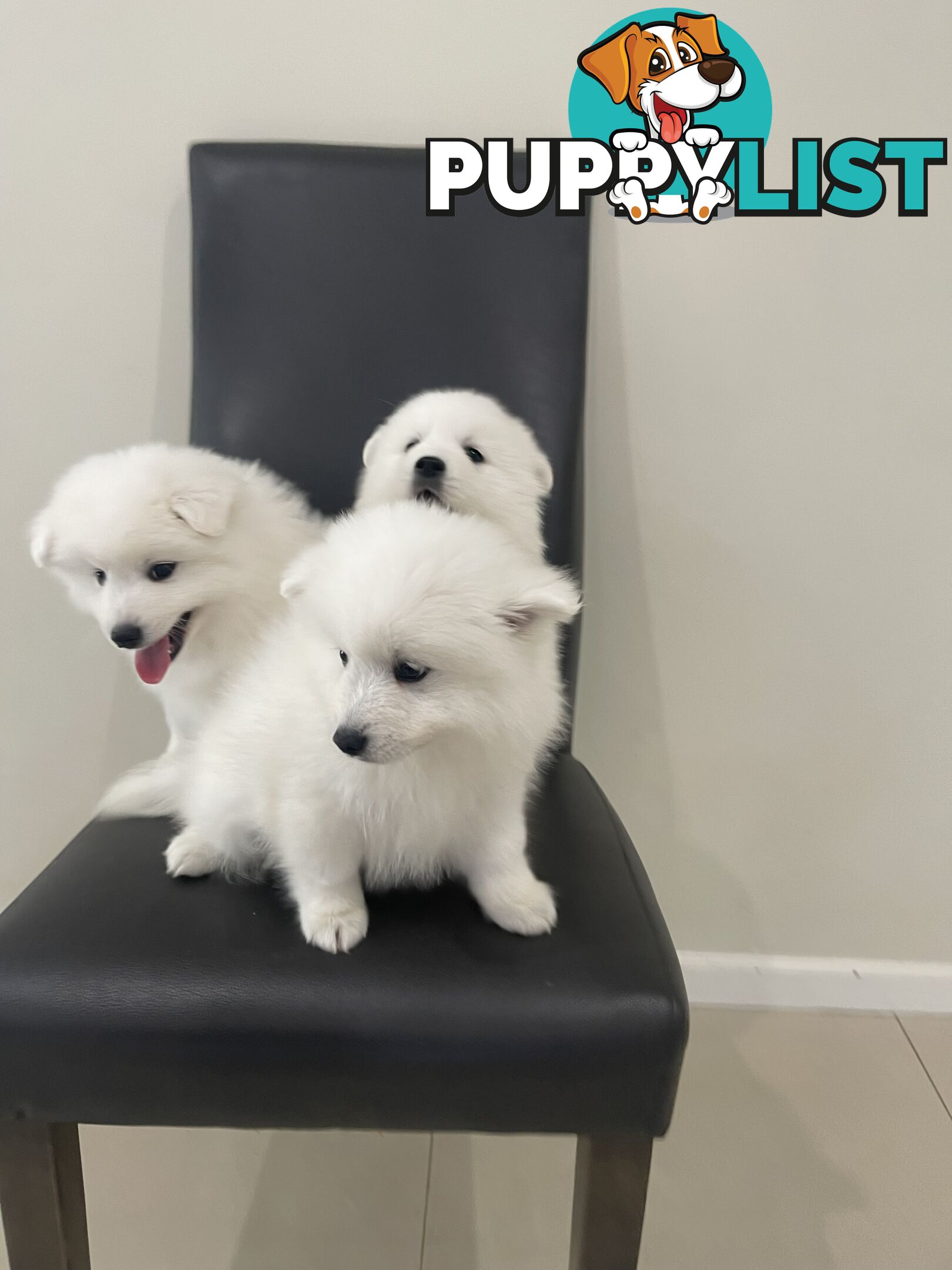 Japanese spitz puppies