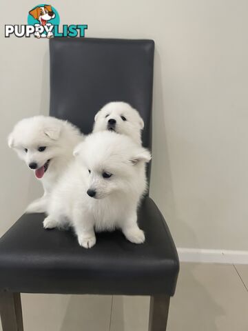 Japanese spitz puppies