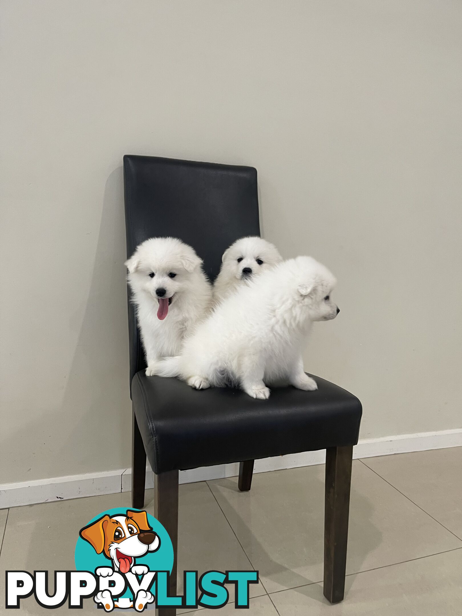 Japanese spitz puppies