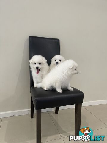 Japanese spitz puppies