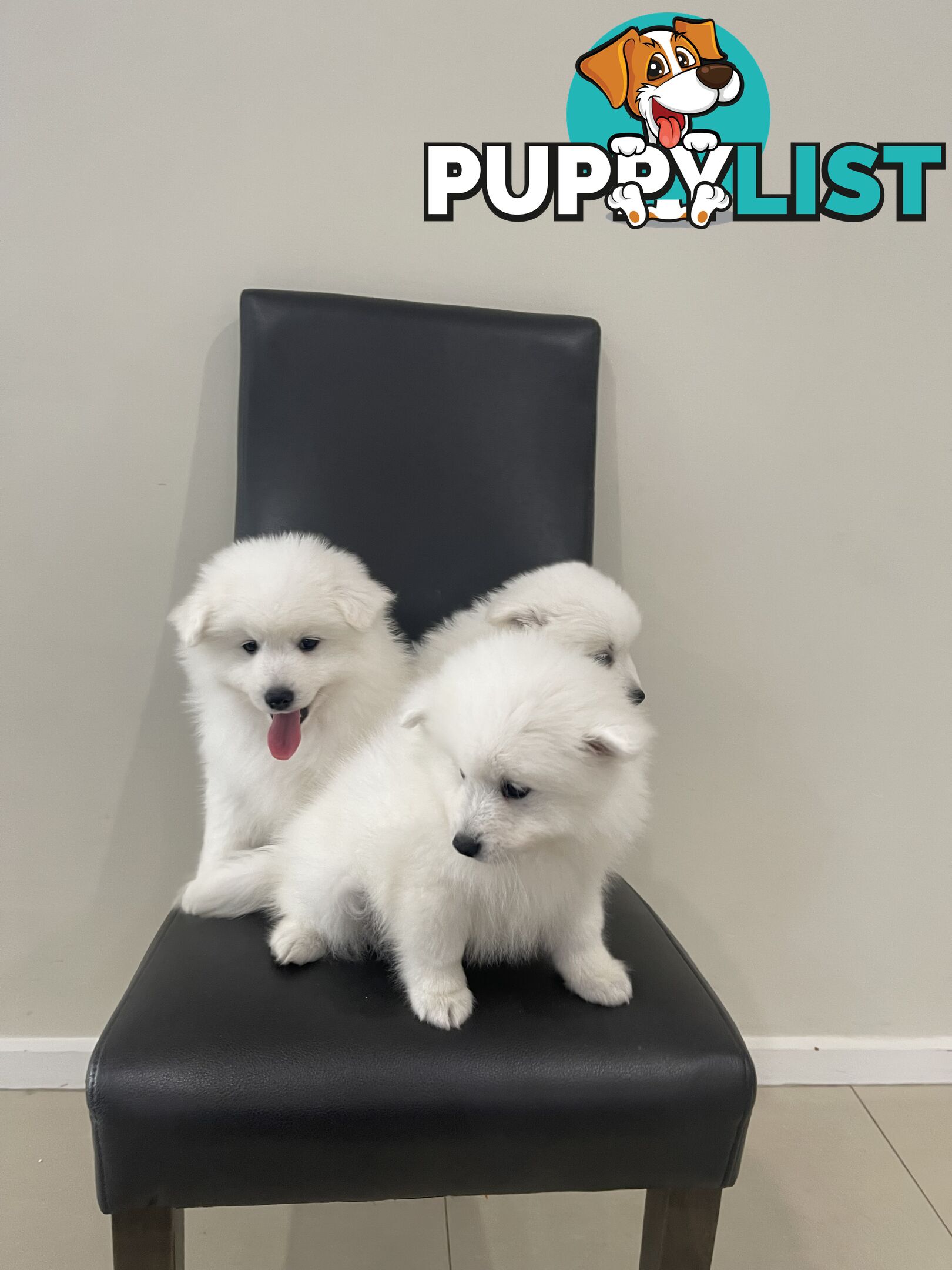 Japanese spitz puppies