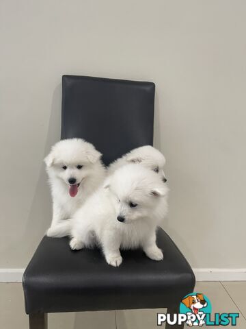 Japanese spitz puppies