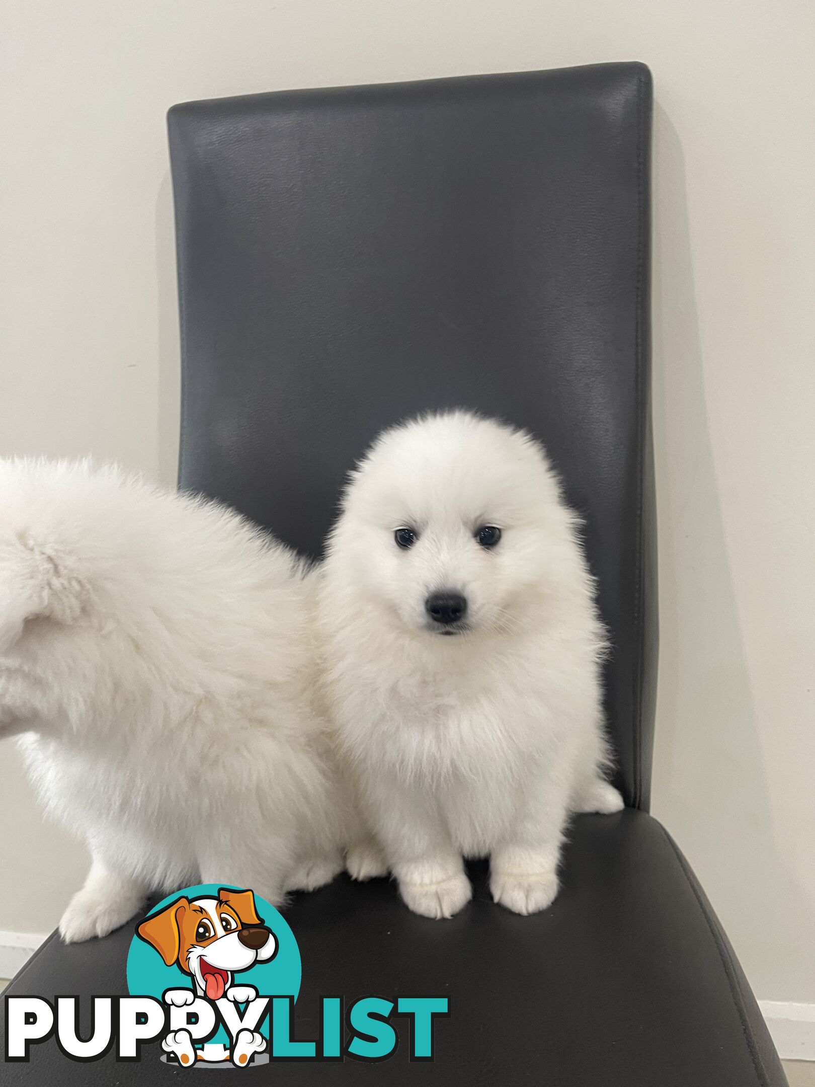 Japanese spitz puppies