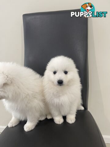 Japanese spitz puppies