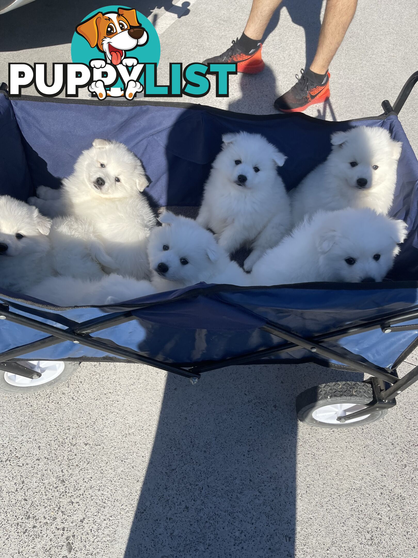 Japanese spitz puppies