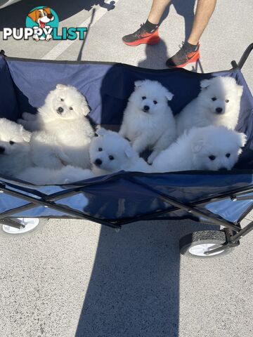 Japanese spitz puppies
