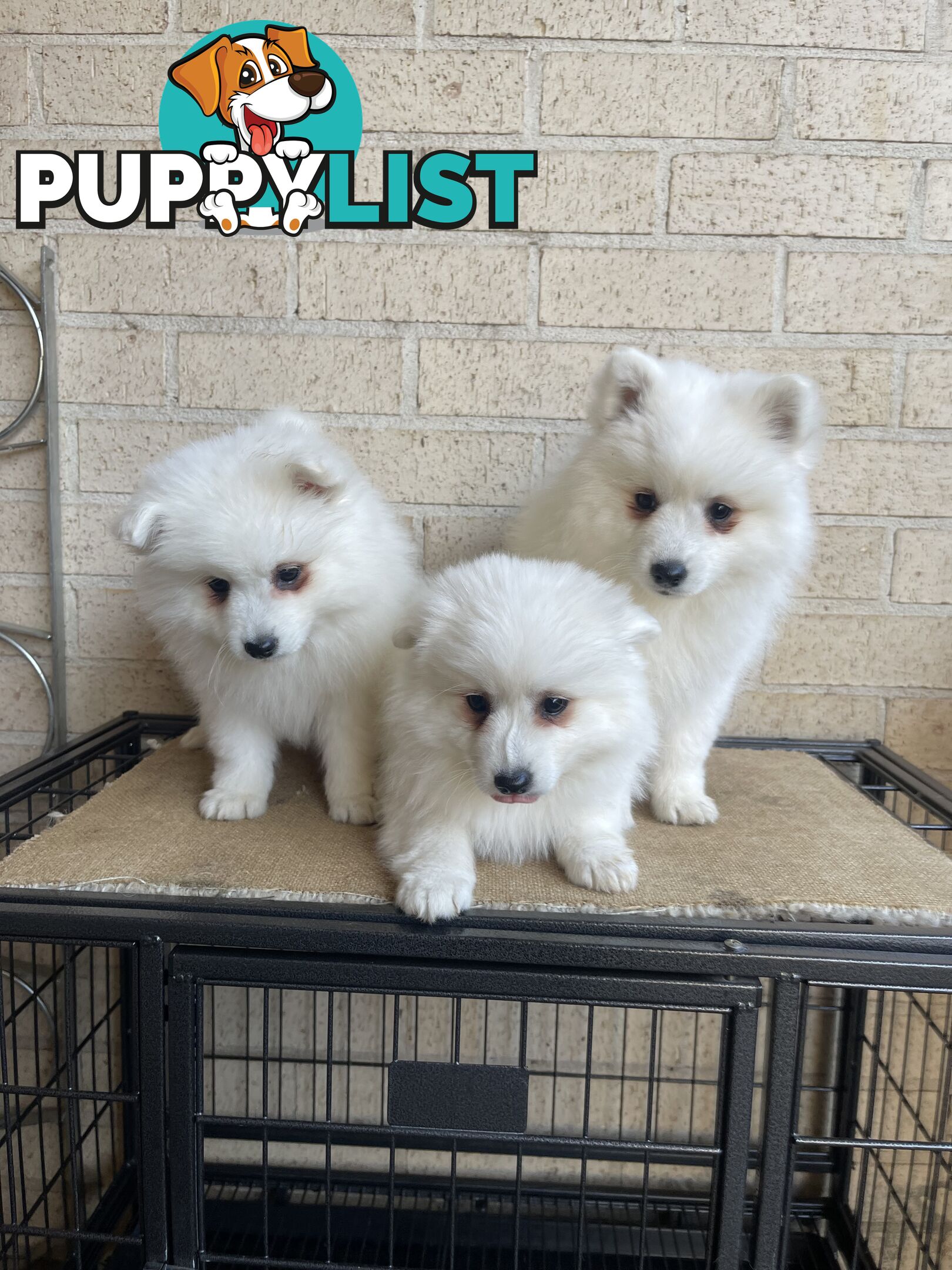Japanese spitz puppies