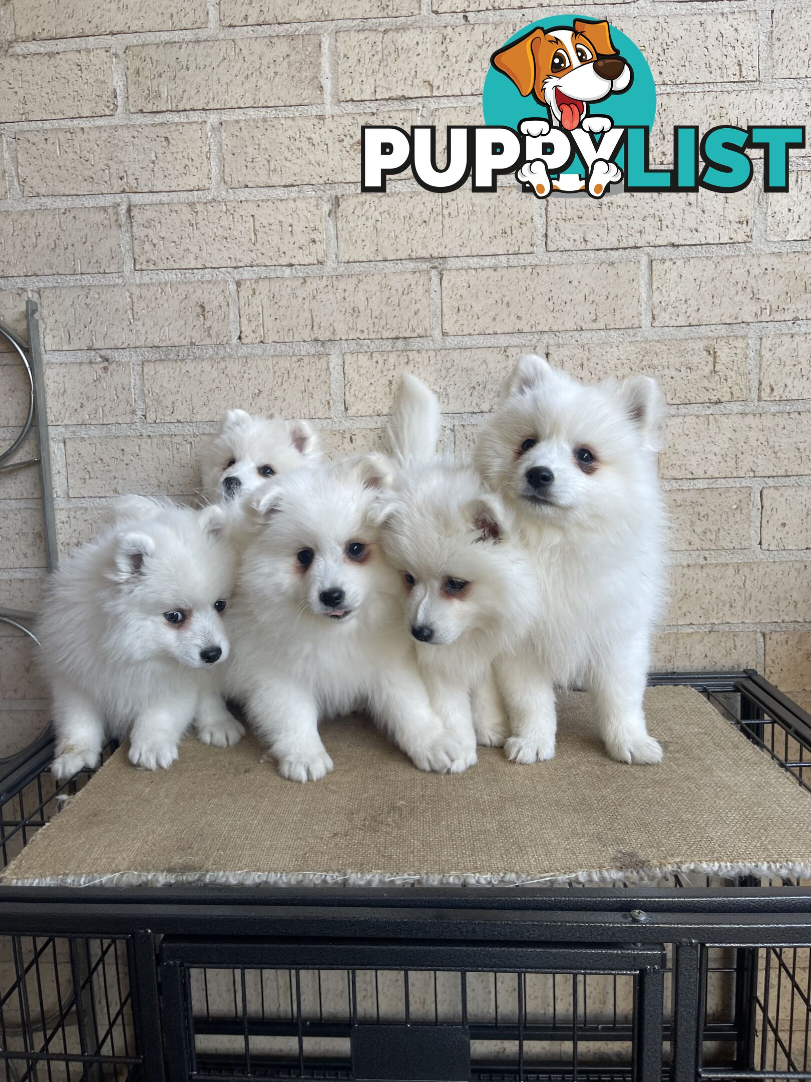 Japanese spitz puppies