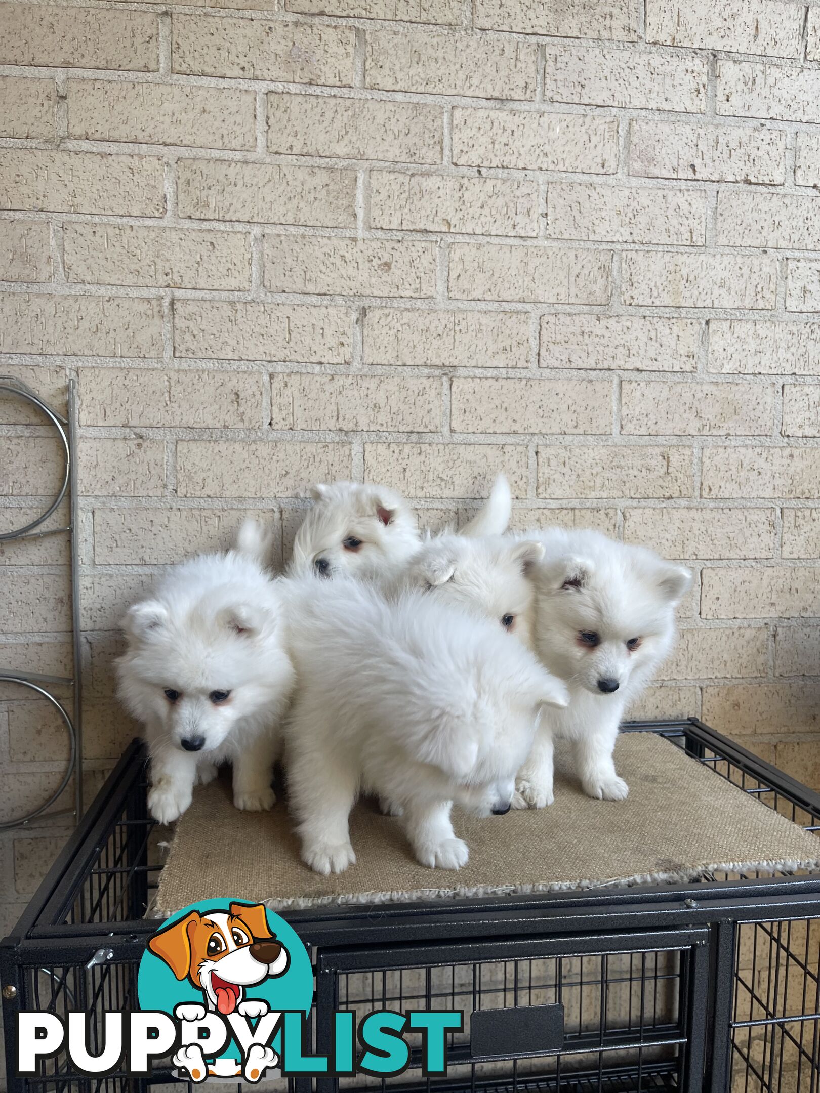 Japanese spitz puppies