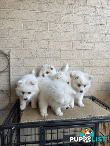 Japanese spitz puppies