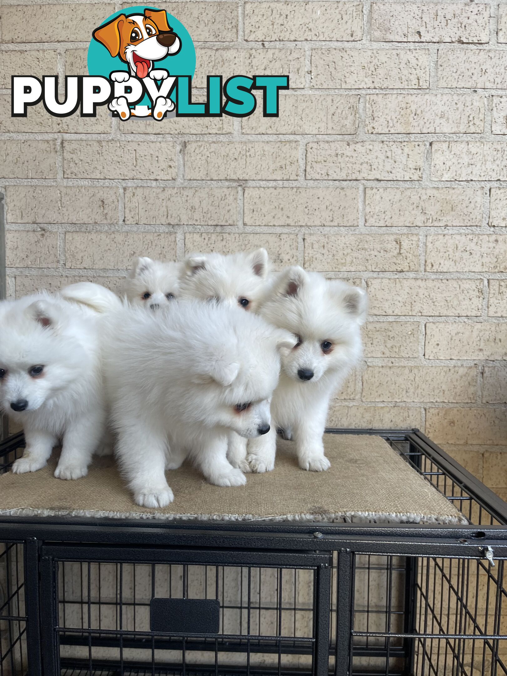 Japanese spitz puppies