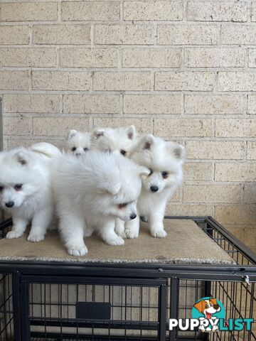 Japanese spitz puppies
