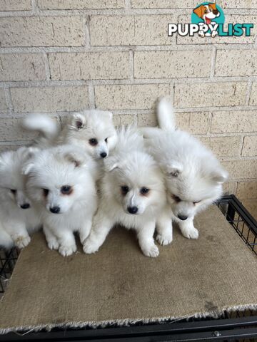 Japanese spitz puppies