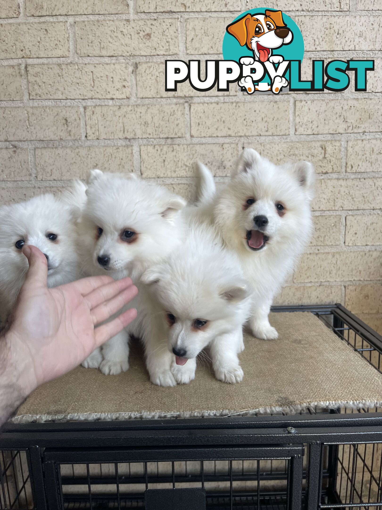 Japanese spitz puppies