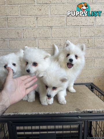 Japanese spitz puppies