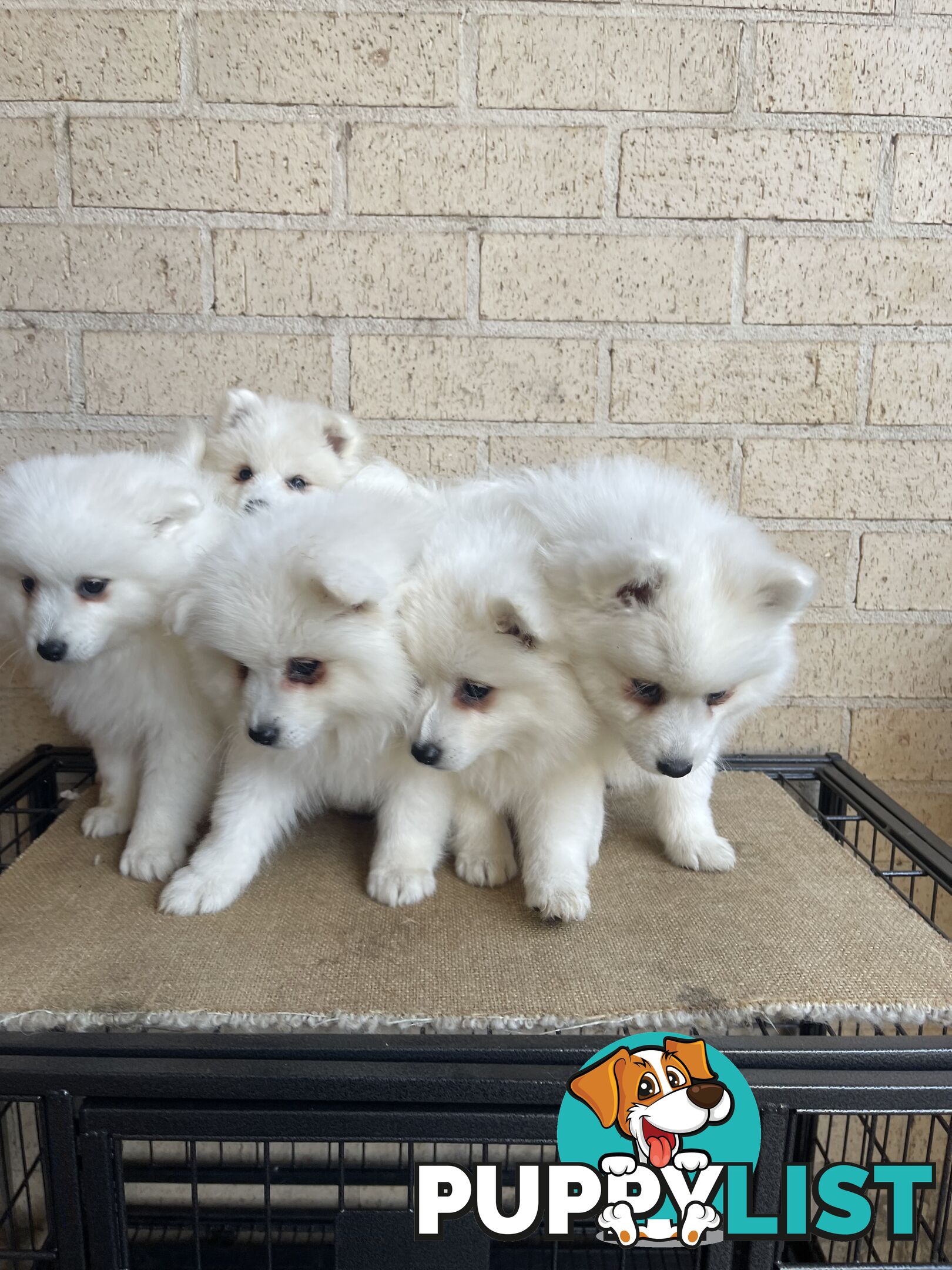 Japanese spitz puppies