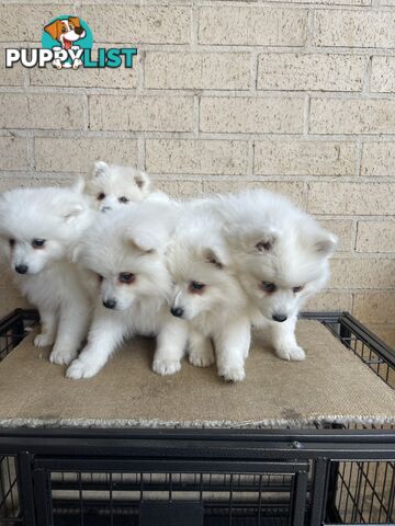 Japanese spitz puppies