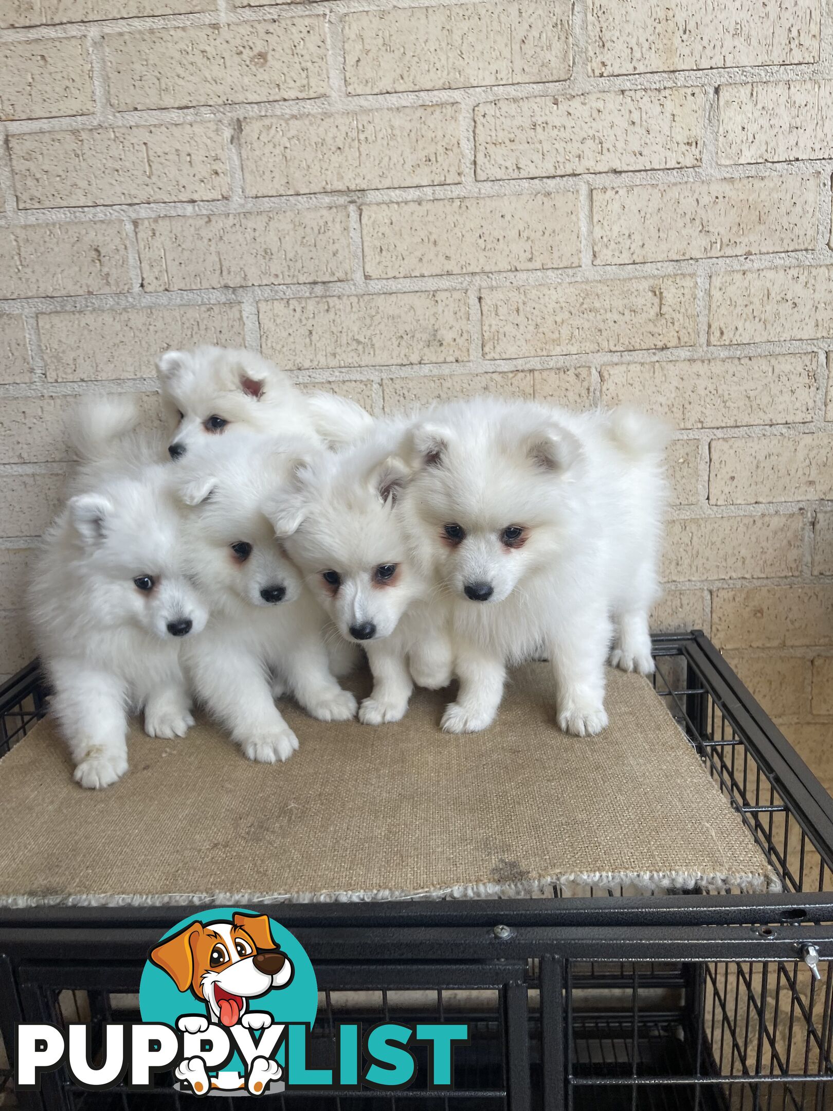 Japanese spitz puppies