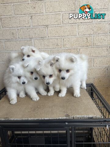 Japanese spitz puppies
