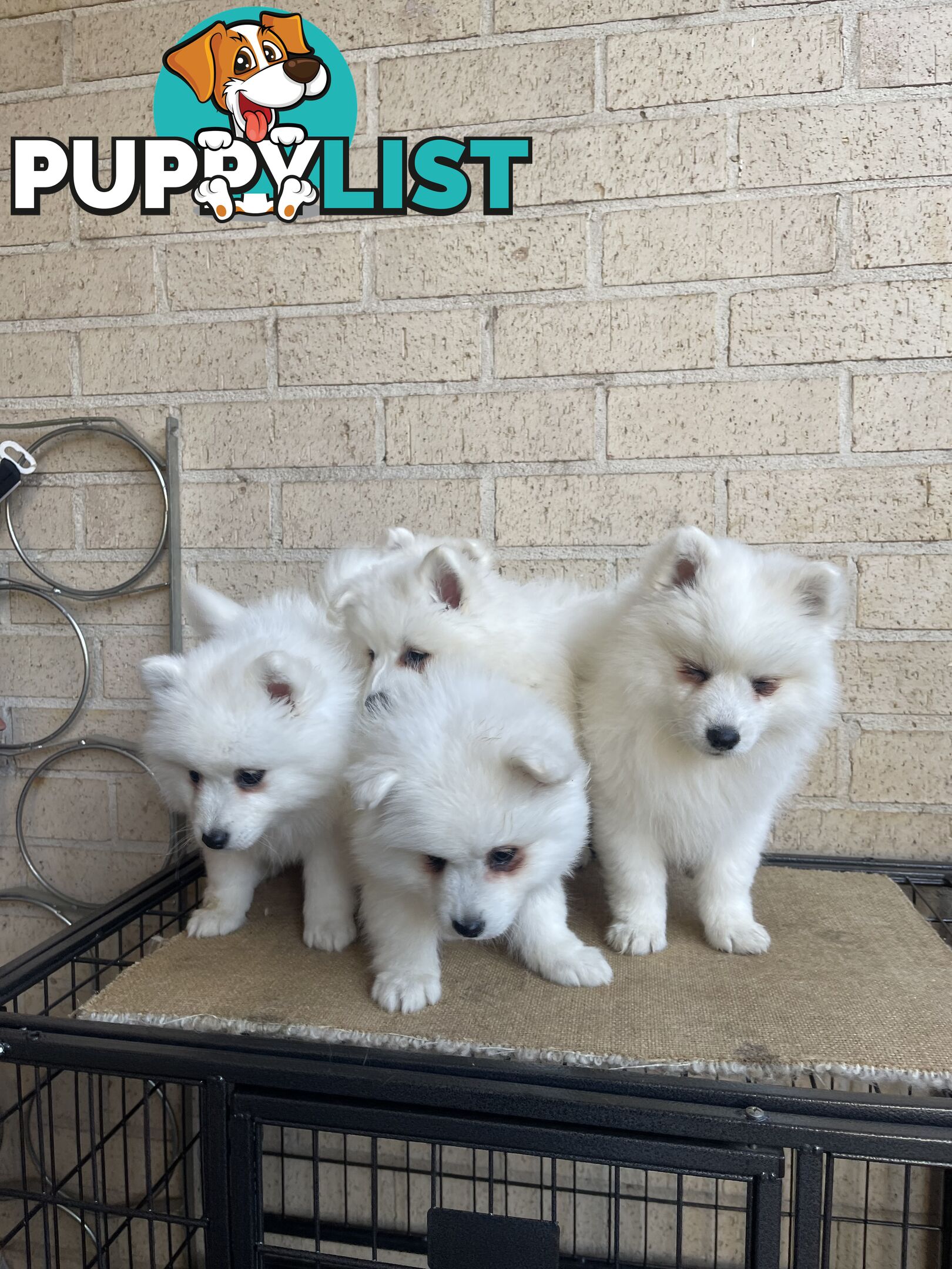 Japanese spitz puppies
