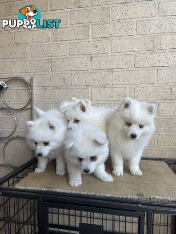 Japanese spitz puppies