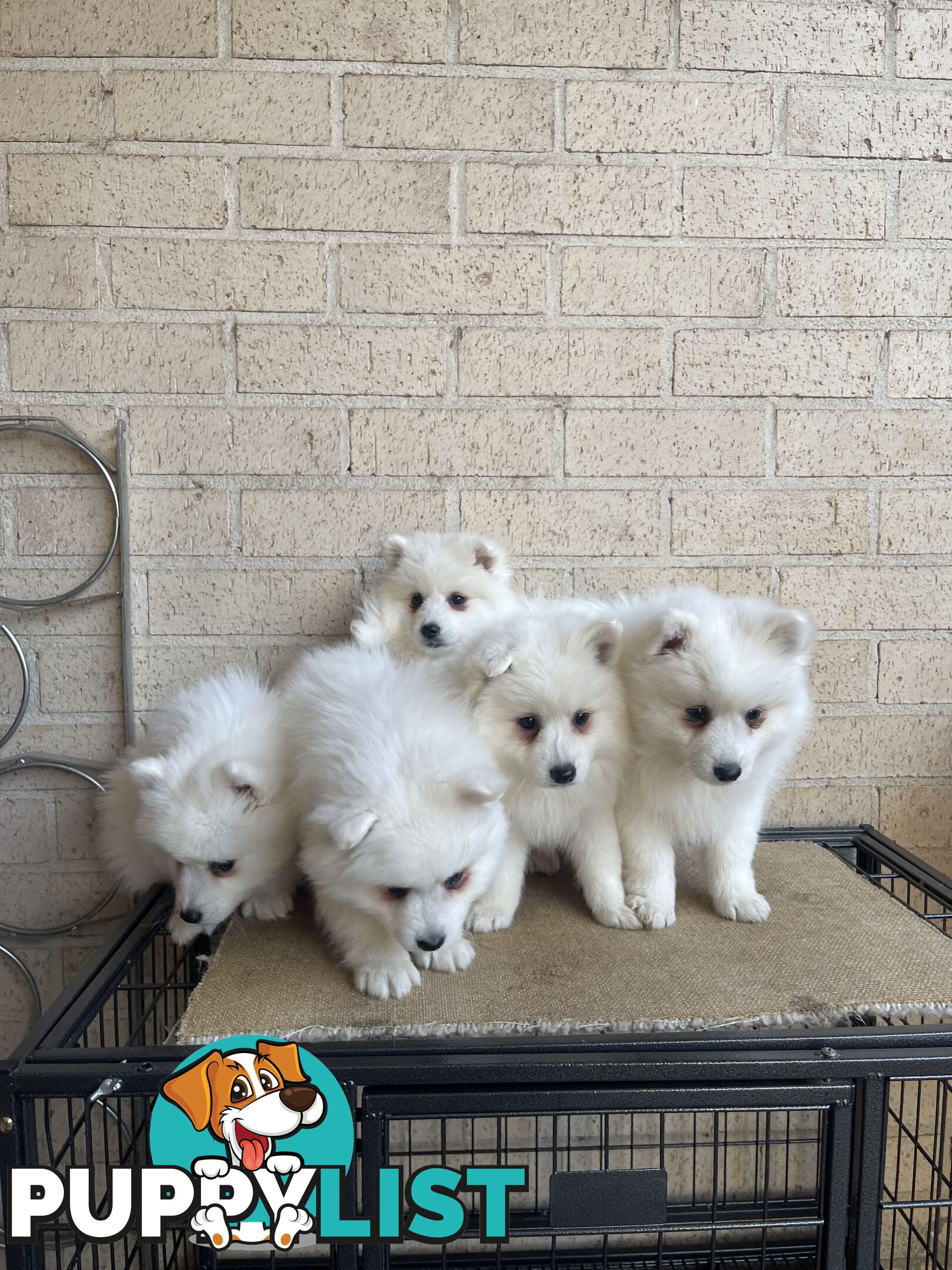 Japanese spitz puppies