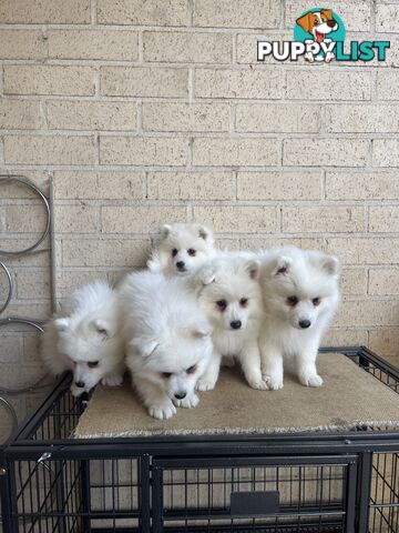 Japanese spitz puppies