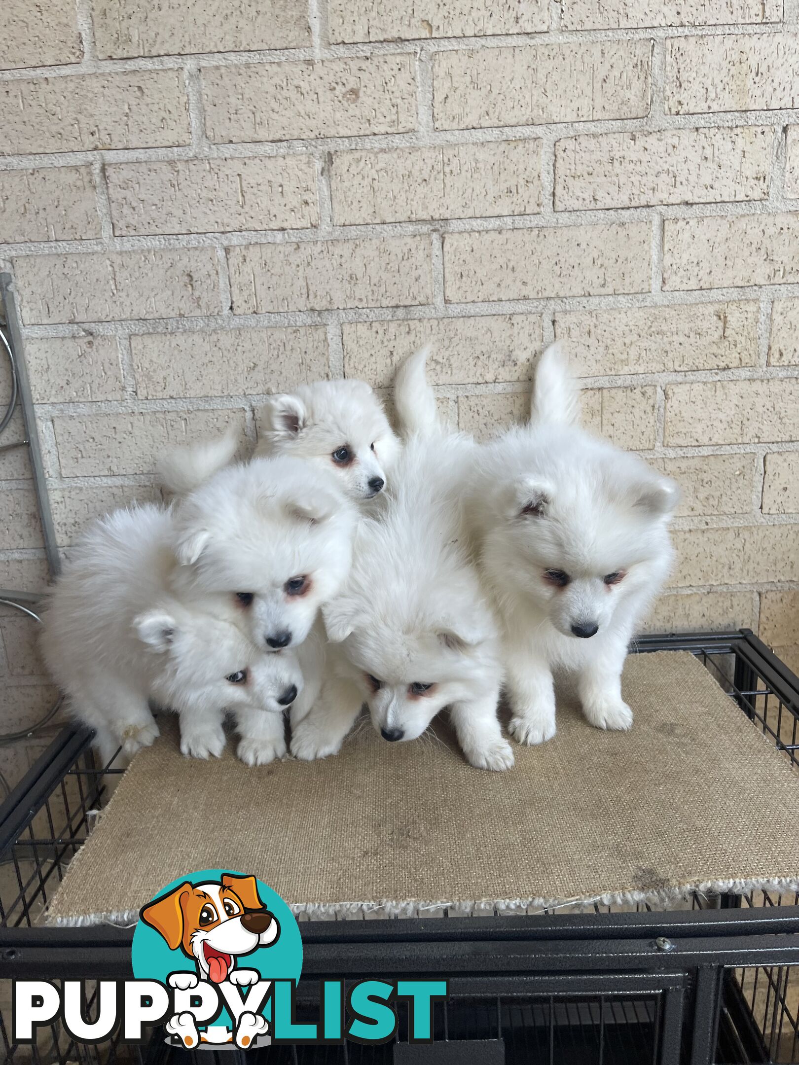 Japanese spitz puppies