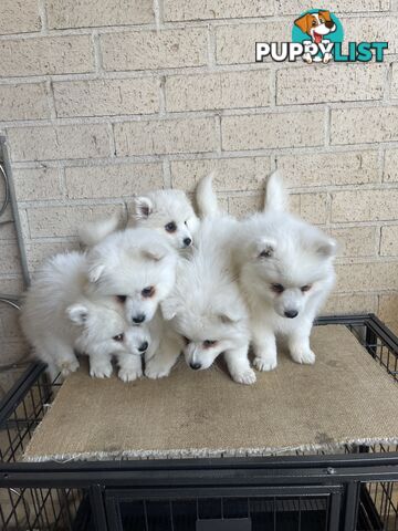 Japanese spitz puppies
