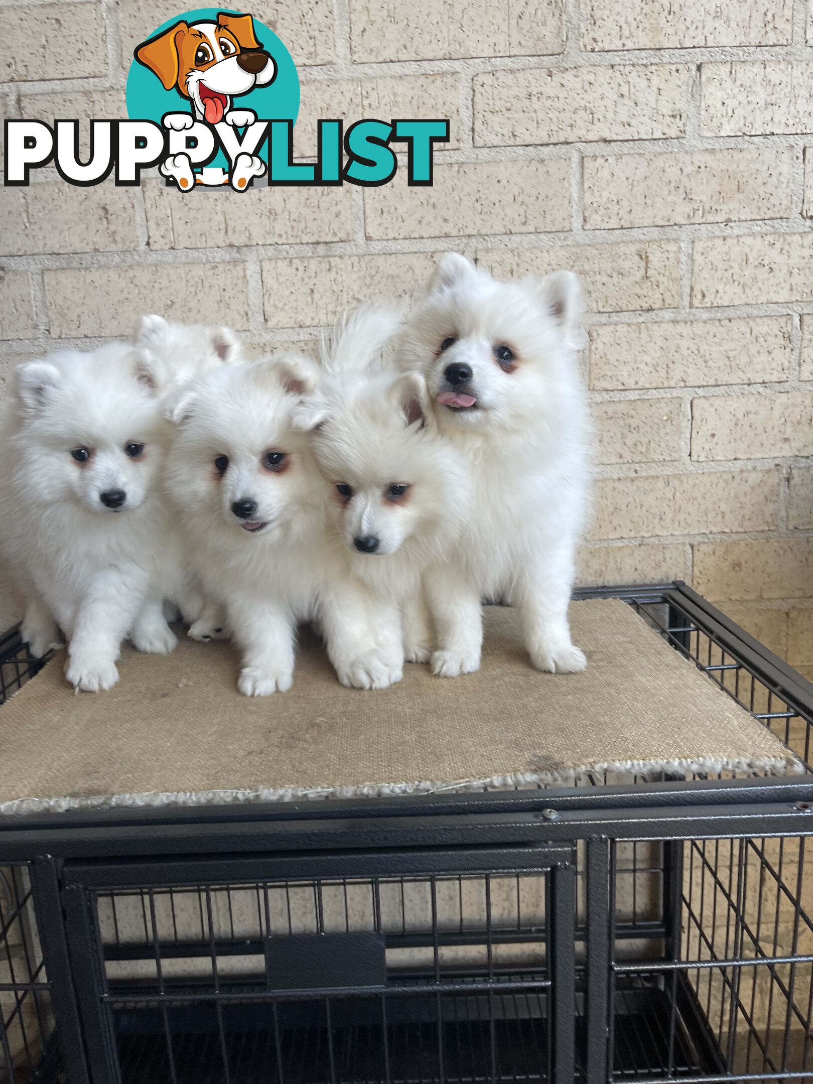 Japanese spitz puppies