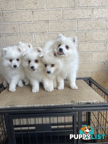 Japanese spitz puppies