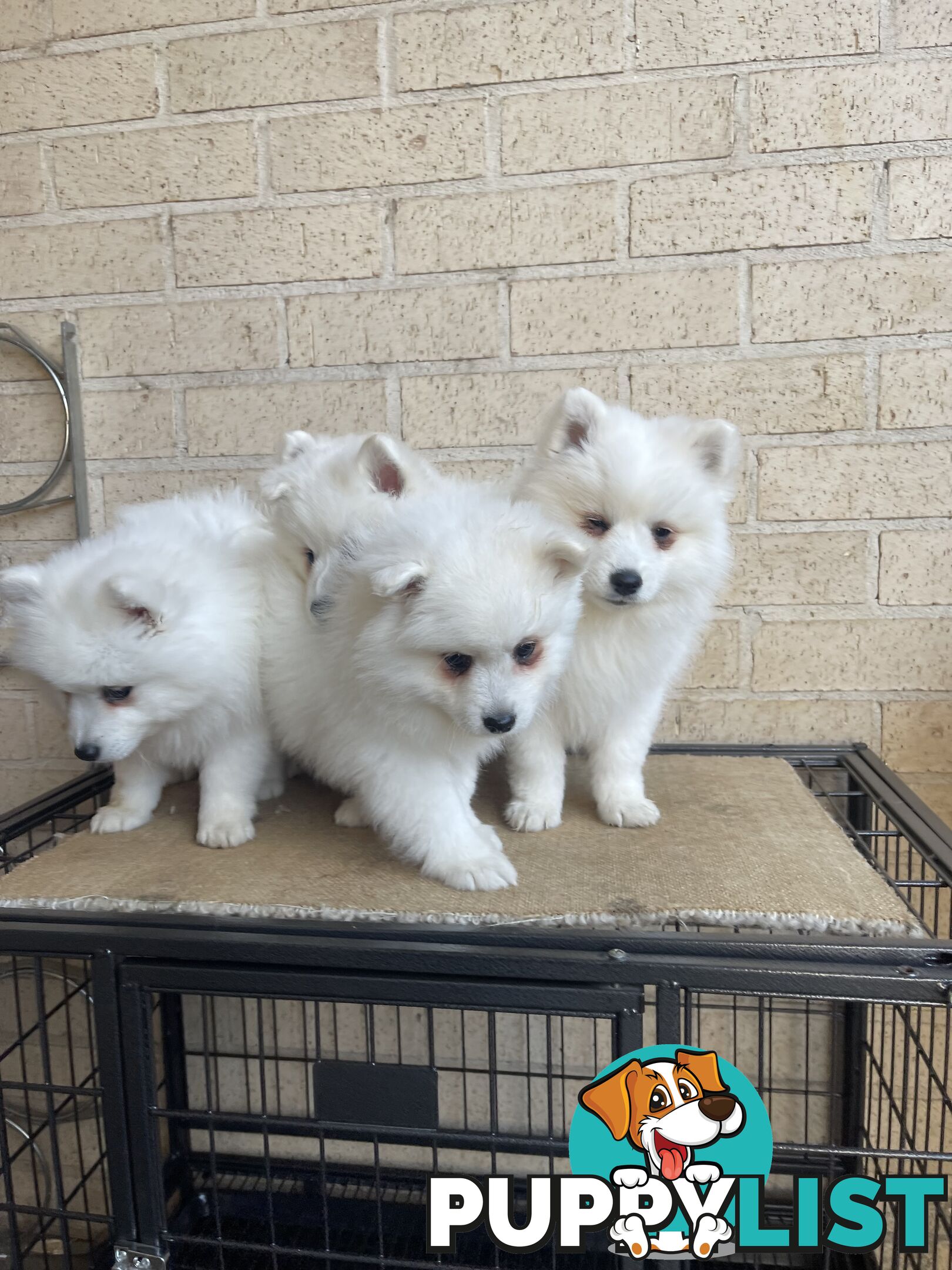 Japanese spitz puppies