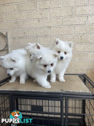 Japanese spitz puppies