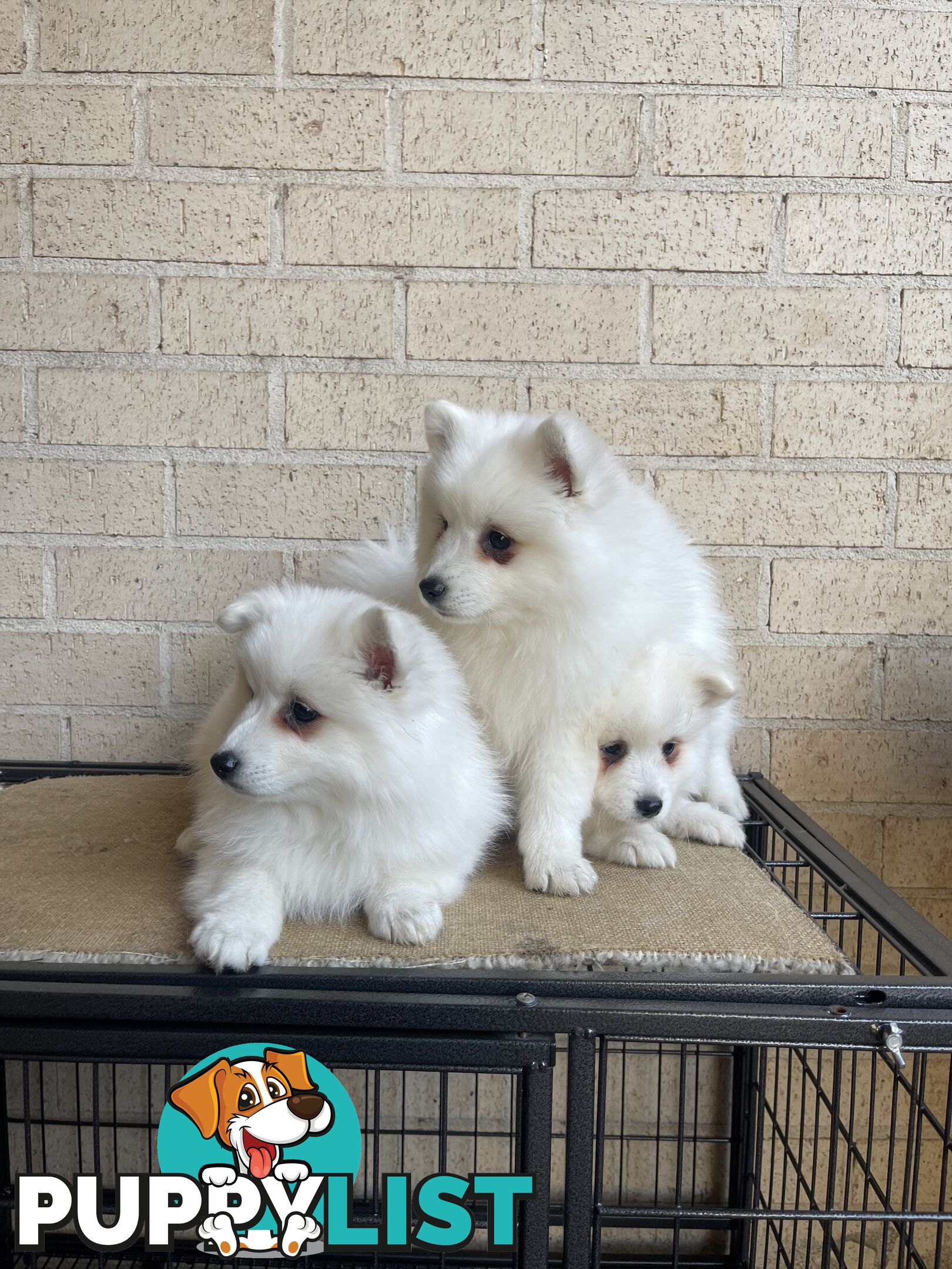 Japanese spitz puppies
