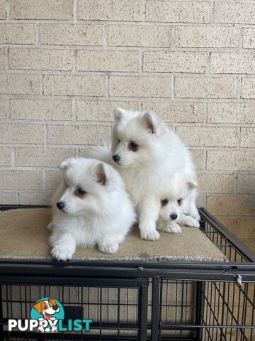 Japanese spitz puppies