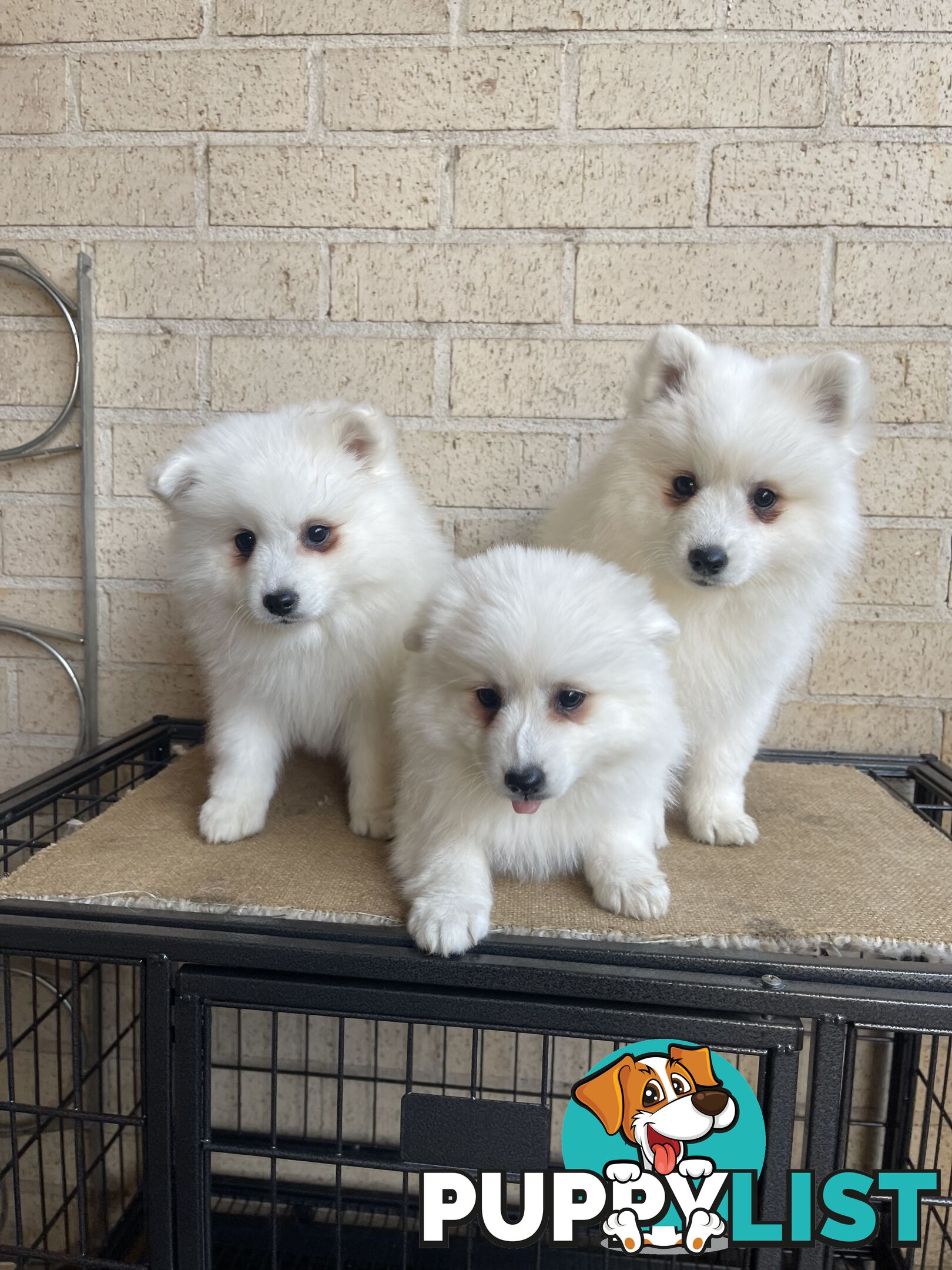Japanese spitz puppies