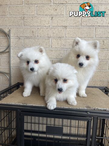 Japanese spitz puppies