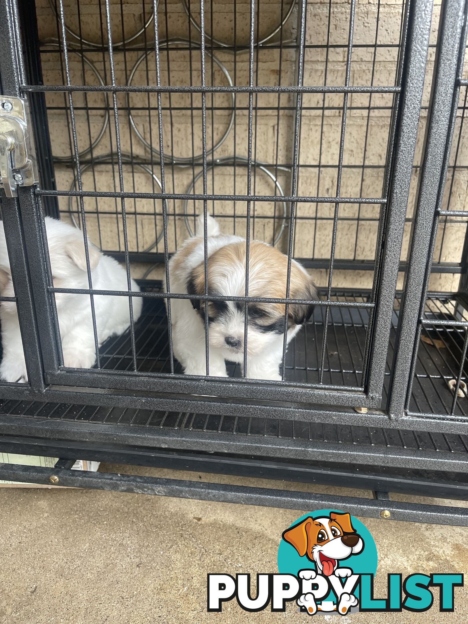 Maltese x shitzu puppy