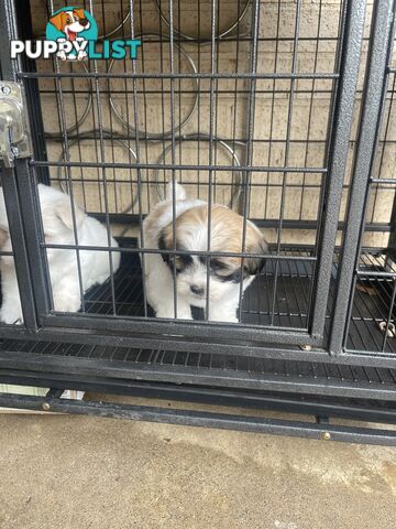Maltese x shitzu puppy