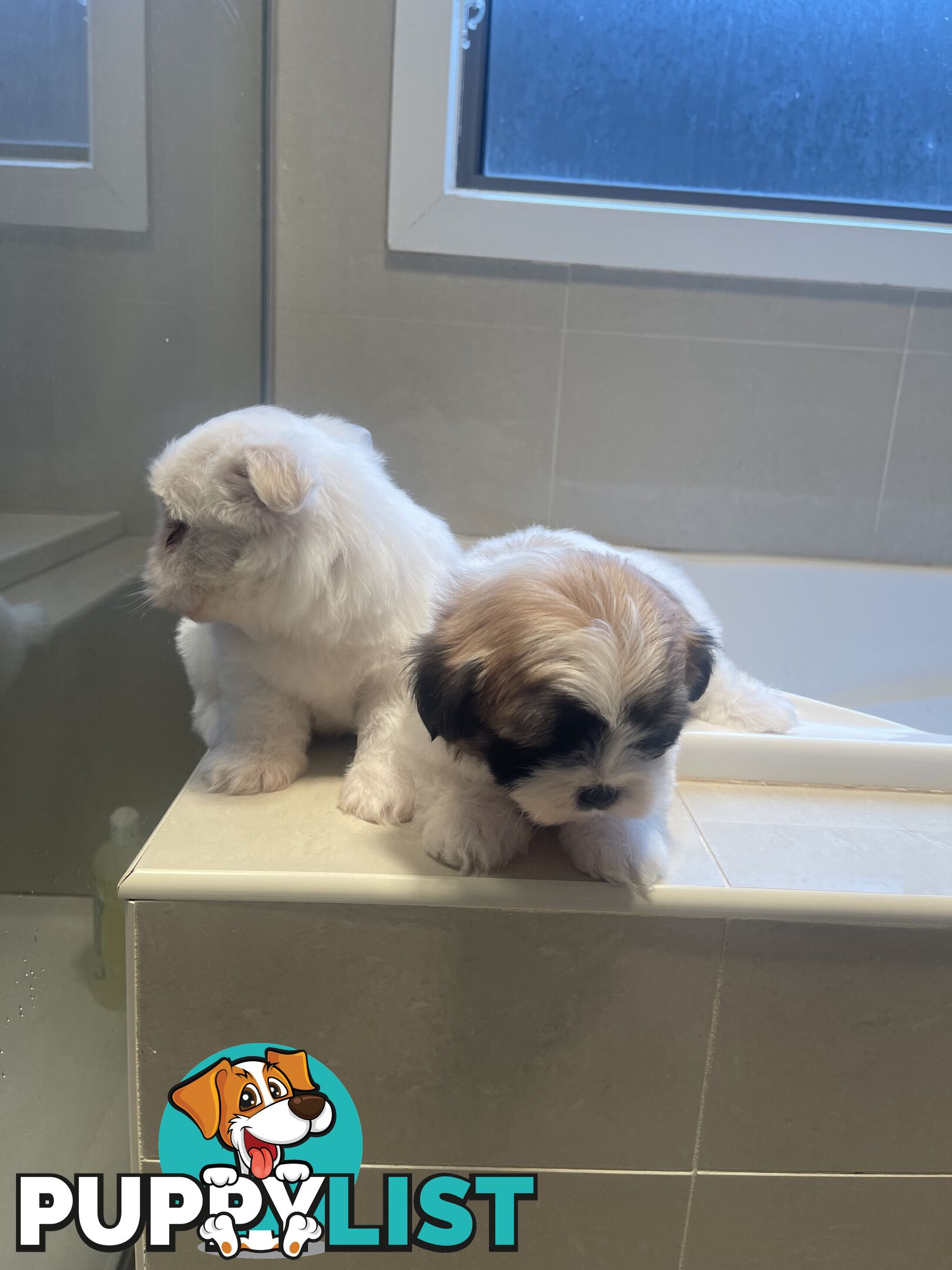 Maltese x shitzu puppy