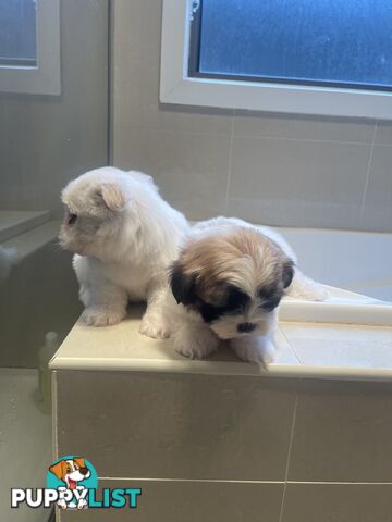 Maltese x shitzu puppy