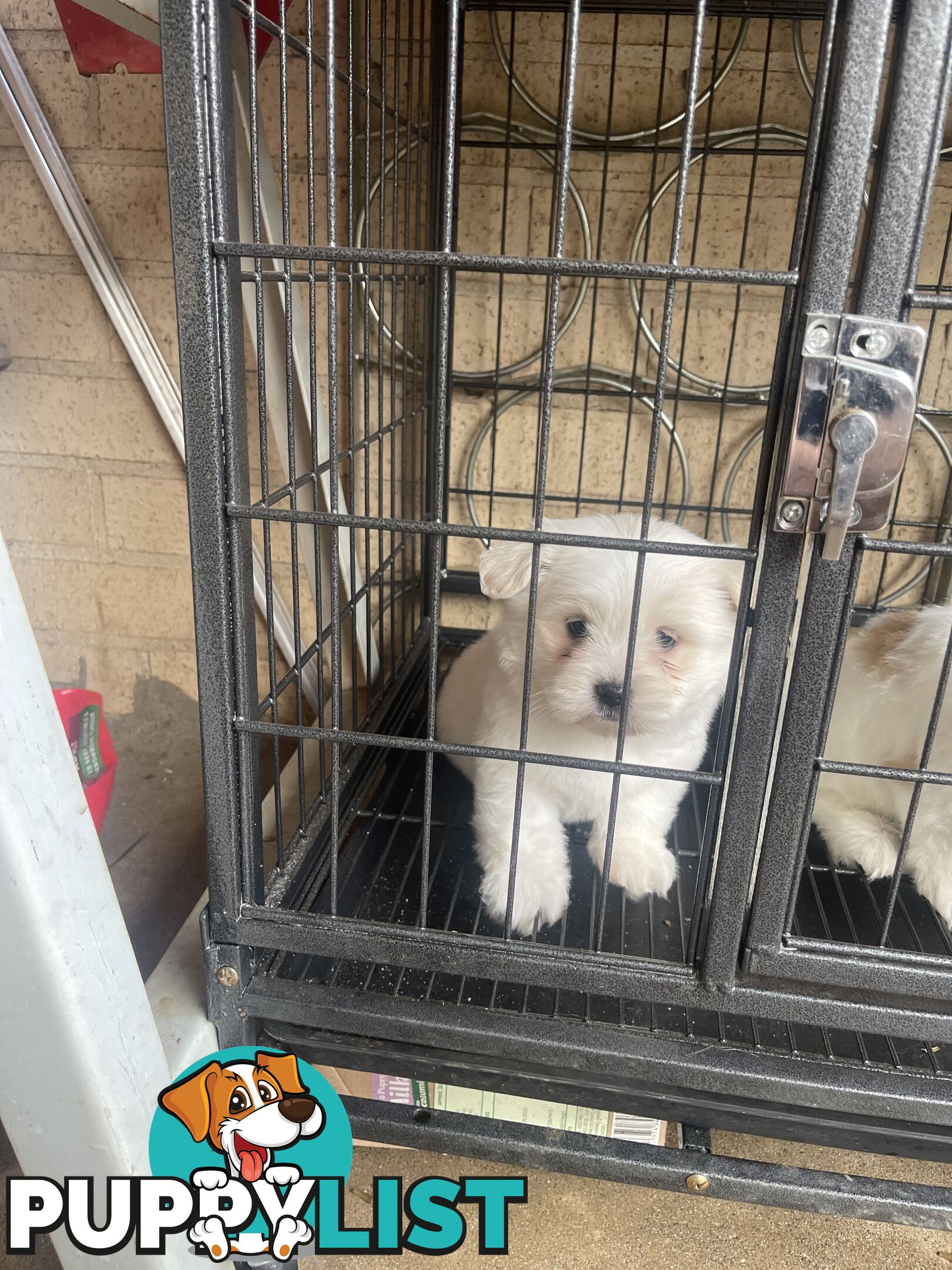Maltese x shitzu puppy