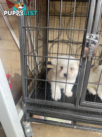 Maltese x shitzu puppy