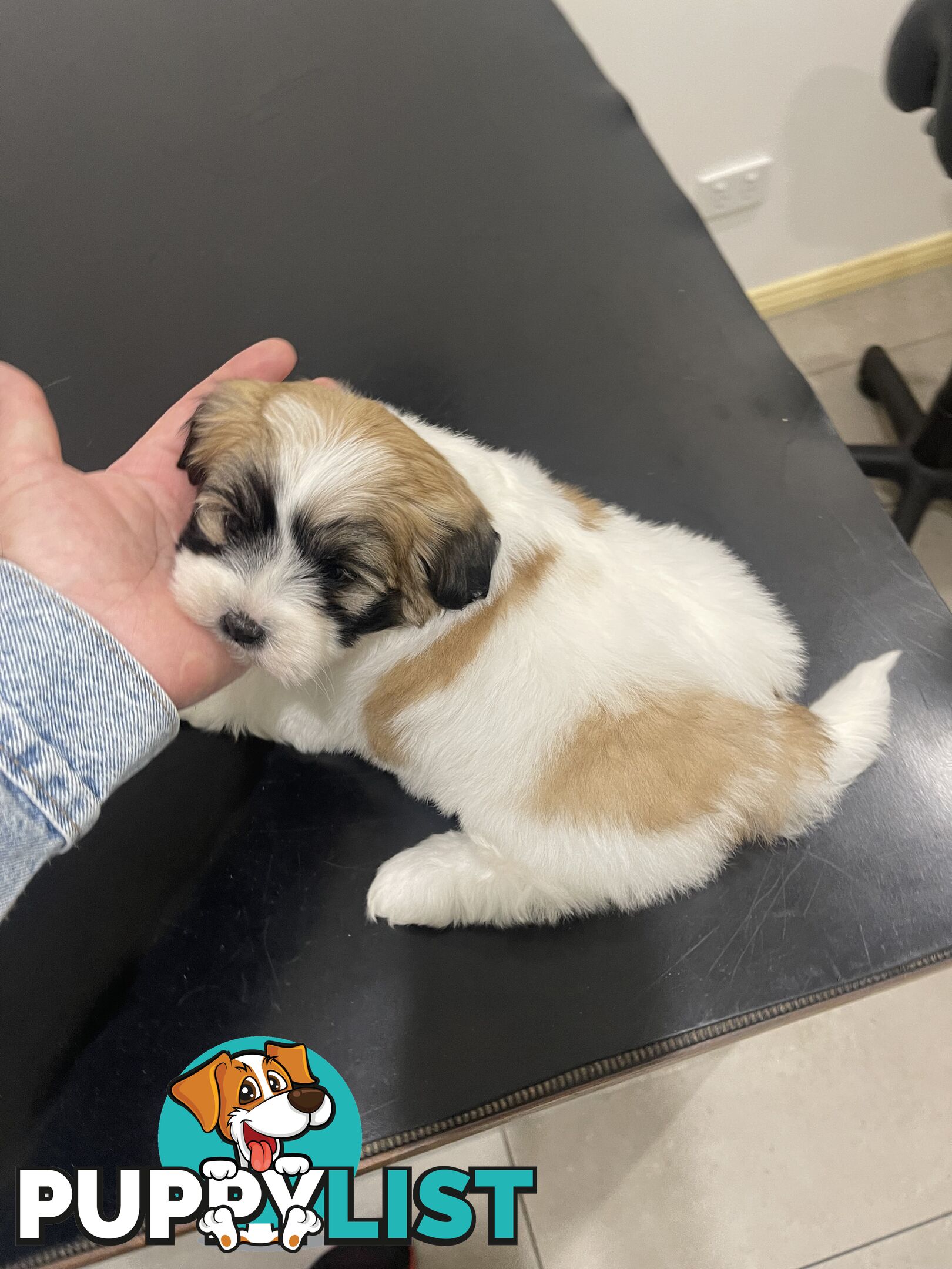 Maltese x shitzu puppy