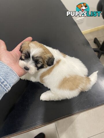 Maltese x shitzu puppy